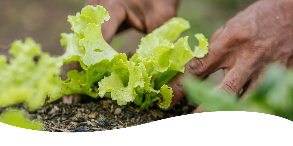 Bib lettuce harvest